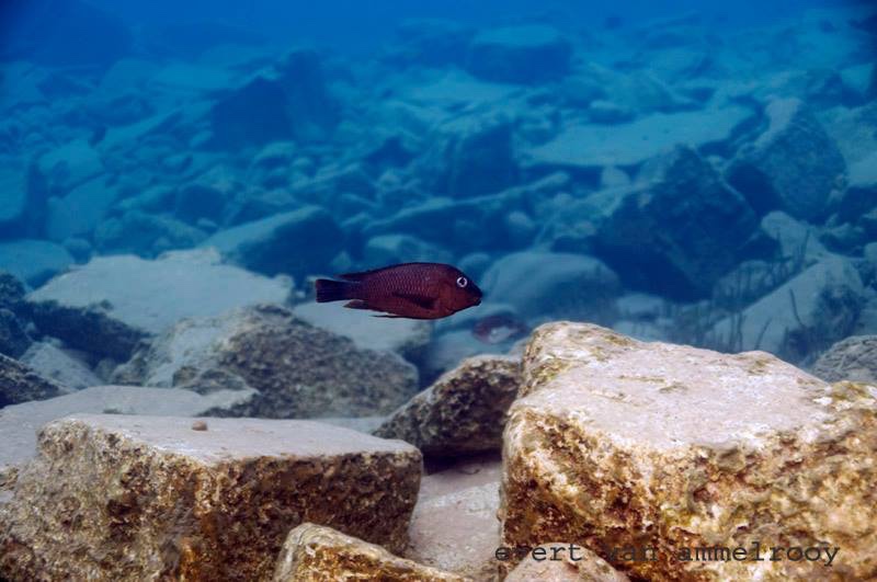 Petrochromis famula 'Cape Kabogo'